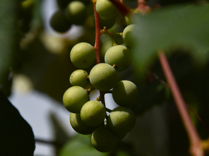 Huile d'olive naturelle de Grèce