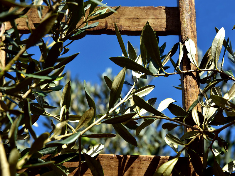 Huile d'olive premium